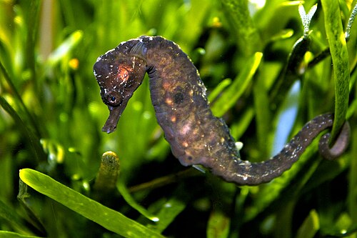 Knysna