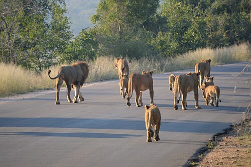 Kruger Park