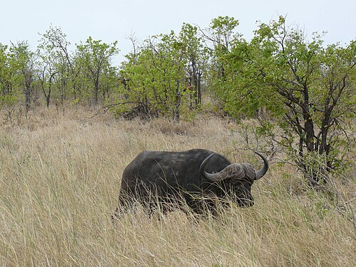 Kruger Park